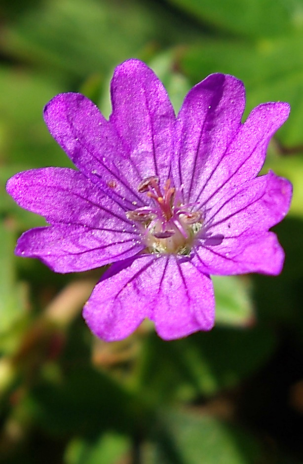 Fleur très grande (Ø 15 - 20 mm), à 5 pétales pourpre bleuté, échancrés.