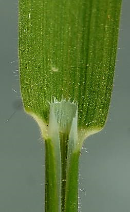 Ligule de 2 mm, tronquée-dentée.