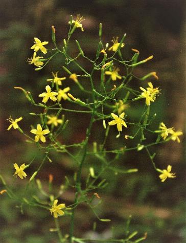 Inflorescence : panicule très étalée de capitules.