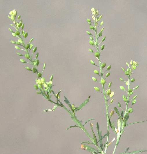 Inflorescence : grappe, longue, étroite, lâche. Fleurs verdâtres, très petites (Ø 1 - 2 mm).