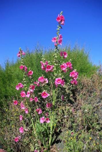 Rose trémière