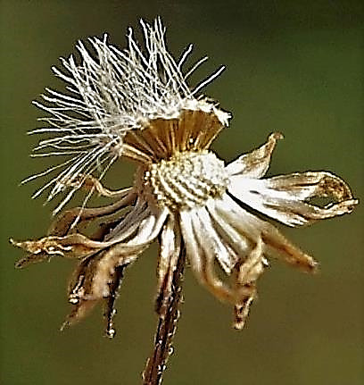 Fruits : akènes, à aigrette soyeuse doublée d'une rangée externe de poils courts.