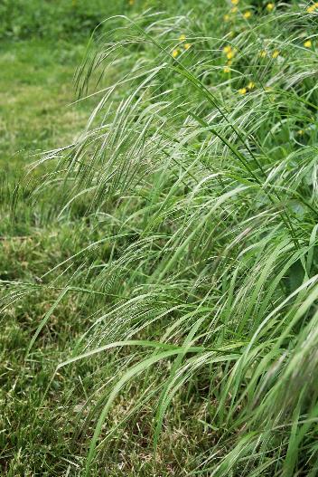 Brome stérile