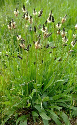 Plantain lancéolé