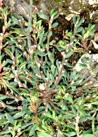 Plante très rameuse-étalée. Feuilles beaucoup plus nombreuses et plus rapprochées que chez la Renouée des oiseaux.