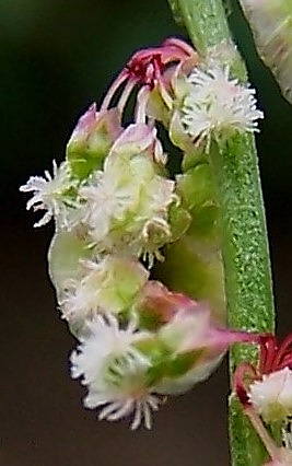 Fleurs femelles.
© Élodie SEGUIN