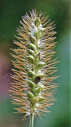 Epillets à soies roussâtres, dont les dents sont dirigées vers le haut d'où une inflorescence n'accrochant pas de bas en haut.