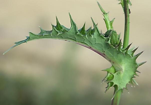 Feuille caulinaire presque épineuse, embrassant la tige par des oreillettes en spirale.