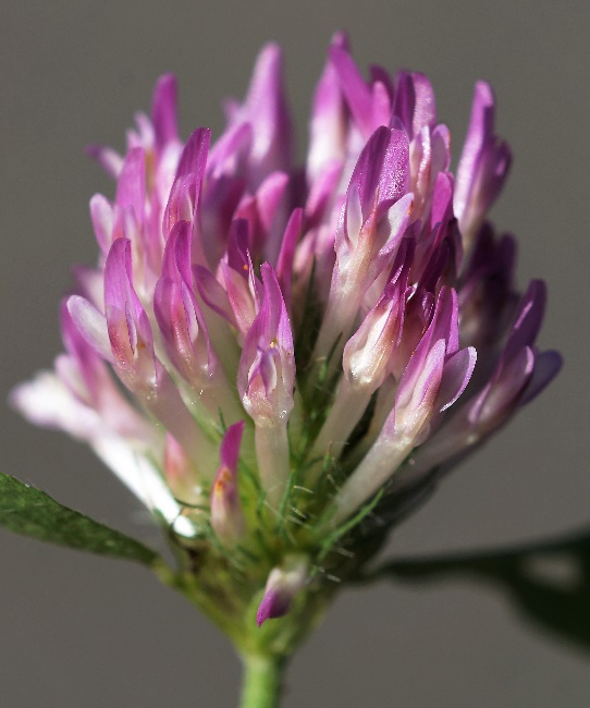 Inflorescence : grappe, globuleuse, sessile, assez grosse. Fleurs rose pourpre à rose pâle.