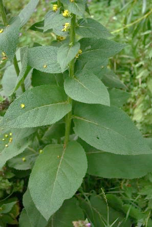 Feuilles supérieures de la tige sessiles et embrassantes.