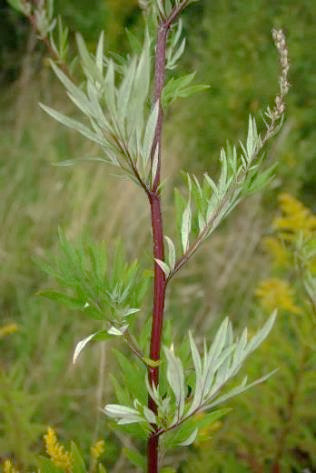 Feuilles caulinaires profondément découpées, semi-embrassantes, vert foncé dessus, blanchâtres dessous. Tige rougeâtre.