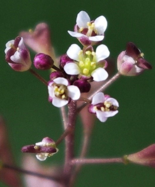 Fleurs blanches à 4 pétales plus petits (1 - 2 mm) que ceux de la Capselle bourse-à-pasteur et à sépales souvent rougeâtres.