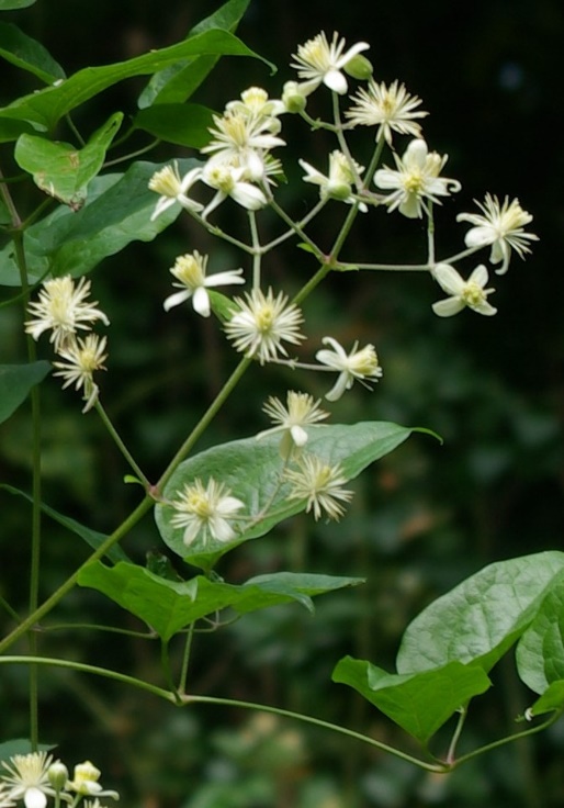 Inflorescence : cyme bipare.