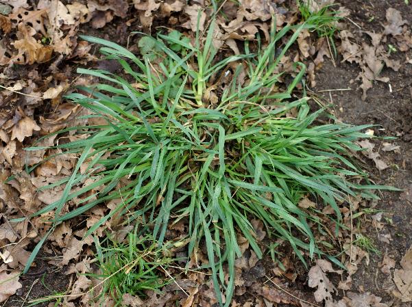 Feuilles larges de 4 - 12 mm, les jeunes glauques et pliées.