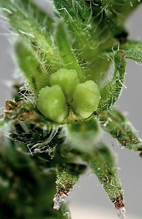 Fruits : akènes, verruqueux.