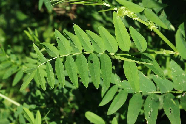 Feuilles sans vrille, imparipennées.