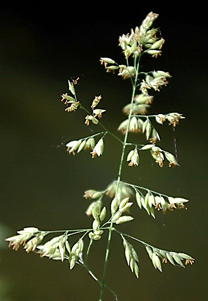 Inflorescence : panicule d'épillets, pyramidale à rameaux étalés. Epillets pendants à la floraison.