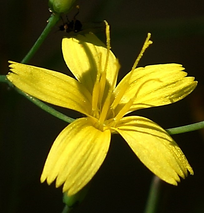 Capitule à seulement 5 fleurs ligulées jaunes.