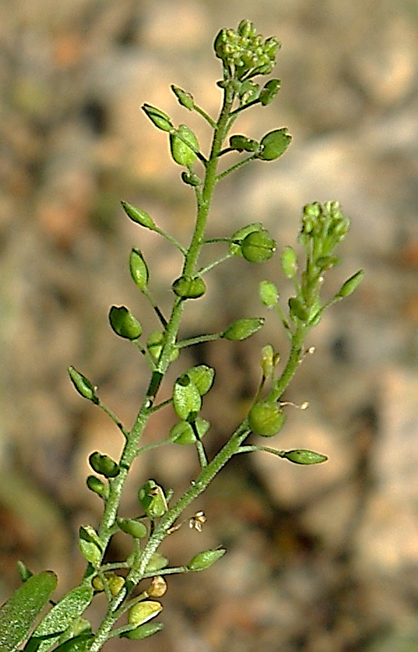 Fruits : silicules petites (2 mm), elliptiques, aplaties, à pédicelles presque 2 fois aussi longs qu'elles.