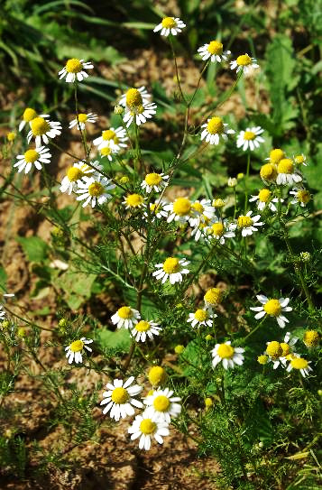 Matricaire camomille