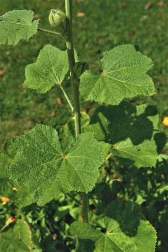 Feuilles caulinaires larges, alternes, à 3 - 5 lobes et nervation palmée.