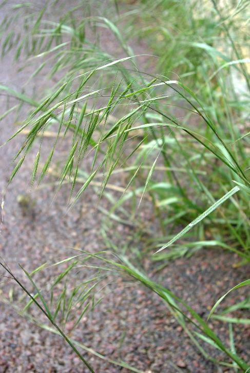 Inflorescence : panicule diffuse.