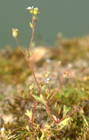 Inflorescence : cyme, terminale, lâche.