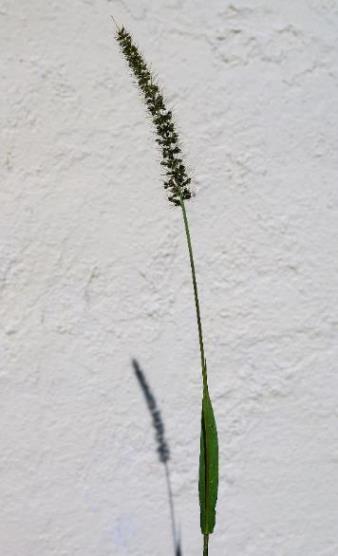 Sétaire verticillée