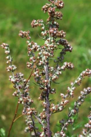 Inflorescence : panicule, souvent étroite, à rameaux dressés.