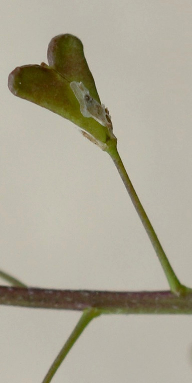 Fruit : silicule, à bords latéraux légèrement concaves et à sommets arrondis.