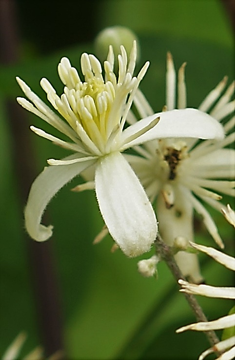 Fleur à 4 tépales blancs, velus, rapidement récurvés puis caducs.