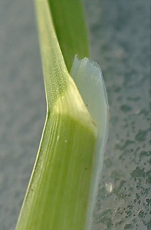 Ligule membraneuse, longue de 3 - 5 mm, dentelée.