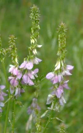 Inflorescence : longue grappe axillaire pyramidale.