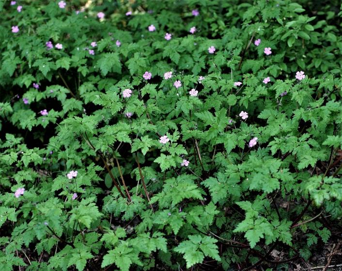 Géranium herbe-à-Robert