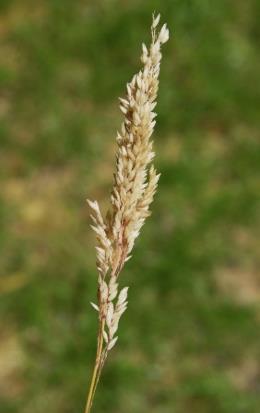 Panicule contractée en fuseau dressé après la floraison.