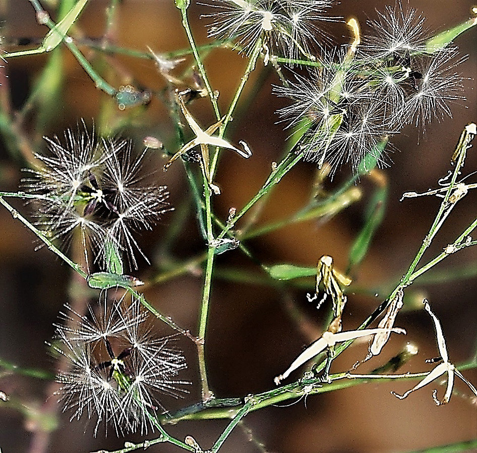 Fruits : akènes, aplatis. Aigrette à soies blanches, non plumeuses.