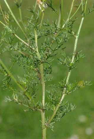 Feuilles 2 - 3 fois divisées en segments filiformes aigus.