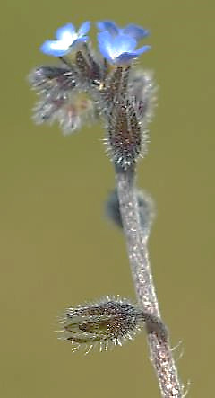 Inflorescence : cyme, initialement scorpioïde, puis s'allongeant au cours de la floraison.