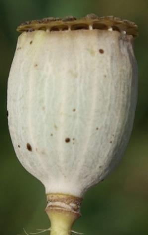 Fruit : capsule, 1 à 2 fois plus longue que large, glabre, arrondie à la base. Pores sommitaux permettant la dispersion des graines.