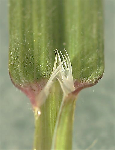 Ligule membraneuse, longue de 2 - 4 mm, dentée à laciniée.