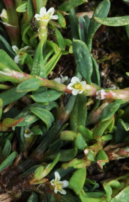 Fleurs voisines de celles de la Renouée des oiseaux.