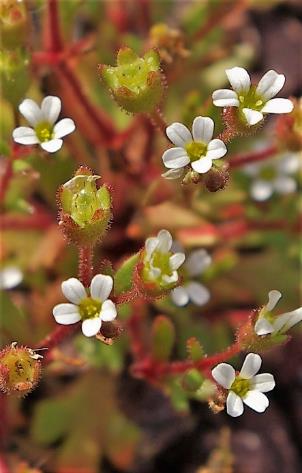 Petites fleurs blanches à pétales libres. Pédoncules et calices glanduleux.