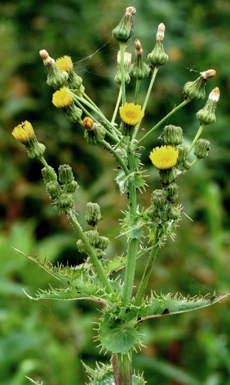 Inflorescence: grappe de capitules presque en corymbe.