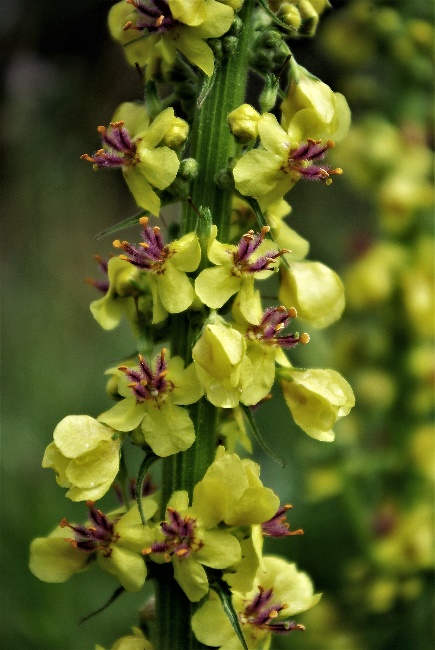 Inflorescence = grappe, simple ou ramifiée à la base, en forme d'épi.