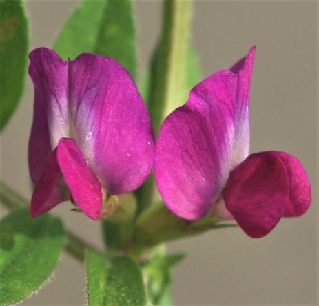 Fleurs axillaires, par 1 ou 2, purpurines ou bicolores.