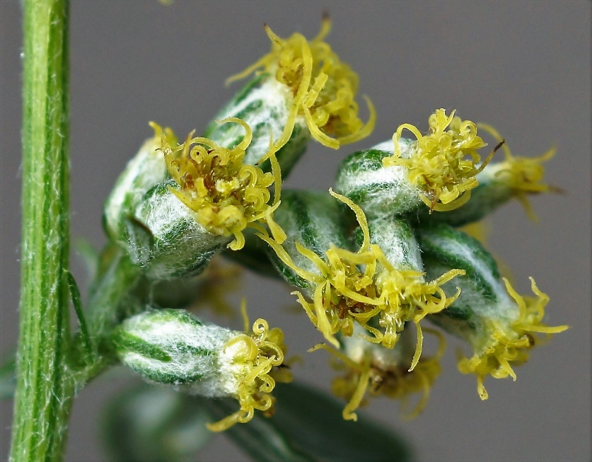 Fleurs toutes tubulées, jaunes ou brun rougeâtre.