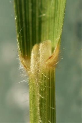 Ligule membraneuse de 1 - 2 mm, velue sur le dos.