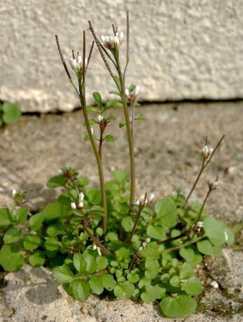 Cardamine hirsute