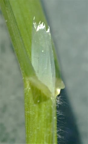 Ligule longue (4 - 6 mm), à sommet déchiré