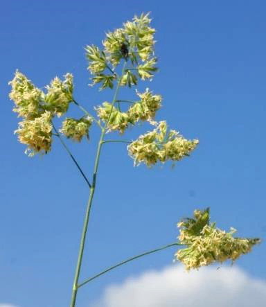 Inflorescence : panicule, à rameaux inférieurs souvent dénudés, portant des paquets denses d'épillets unilatéraux.